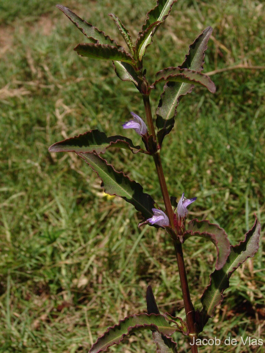 Hygrophila ringens (L.) R.Br. ex Spreng.